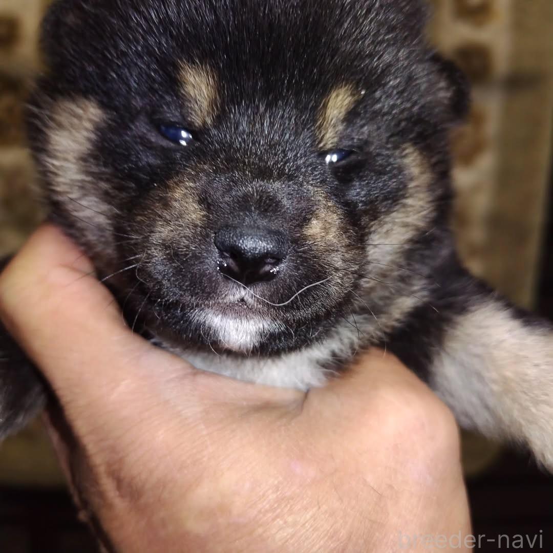 販売中の石川県の柴犬-388549の3枚目